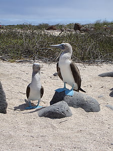 sinji sokol booby, Galapagos, prosto živeče živali, Ekvador, modro-stopala, mine, Darwin