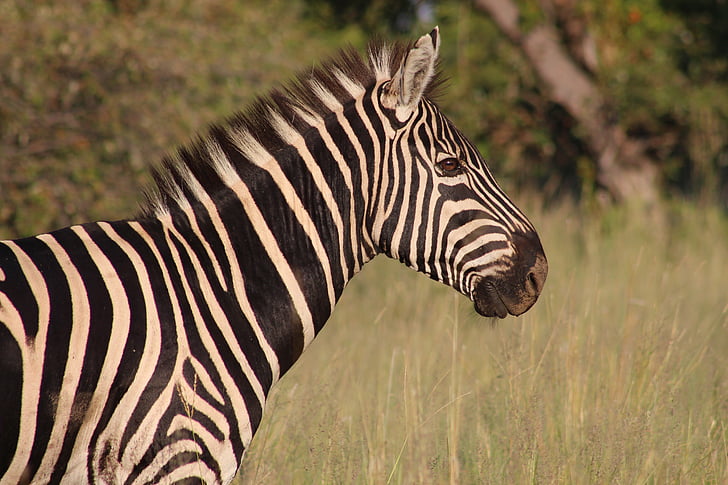 Zebra, nature, animal, faune, sauvage, blanc, noir