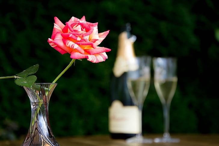 aperitif, pink, champagne, glasses, table, bottle, sparkling