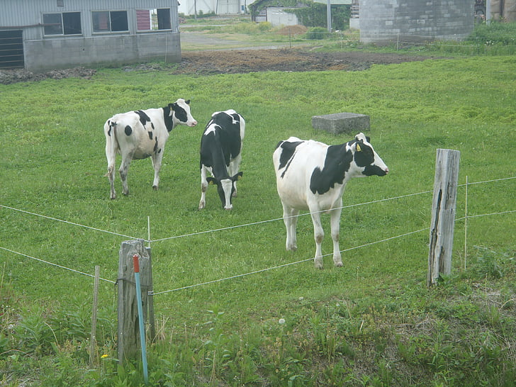 koe, vee, Holstein, melkvee, groen gras, boerderij, weide