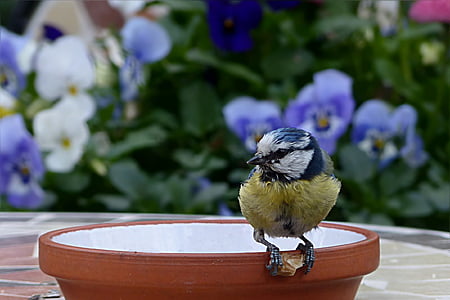 bird, tit, blue tit, young, cyanistes caeruleus, foraging, garden