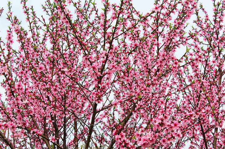 Пролет, растителна, дърво, Праскова Блосъм, розов цвят, природата, цвете