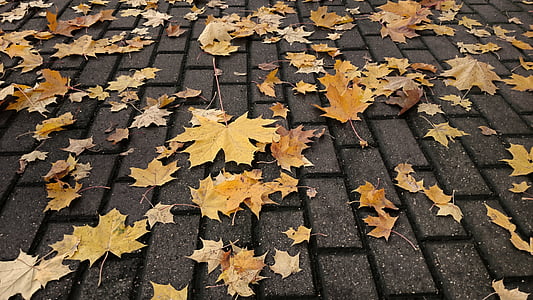 ősz, járda, lehullott levelek, város, csempe, nap, közeli kép: