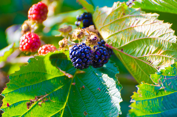 BlackBerry, Bush, planta, frutas de baya, fruta, Espino, alimentos