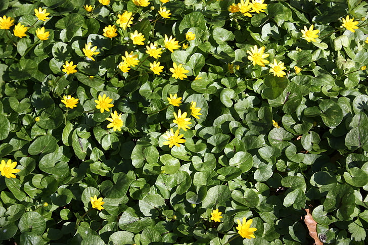 musim semi, Denmark, bunga mentega, bunga hijau, kuning, alam