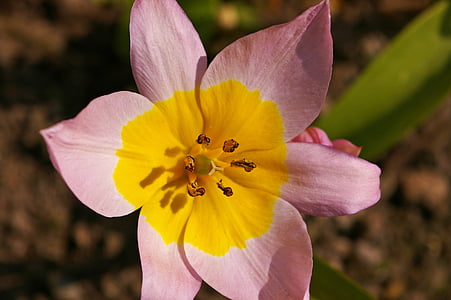 tulipány, žlutý nádor, bicolor Tulipán, jaro, květ, Bloom, květ