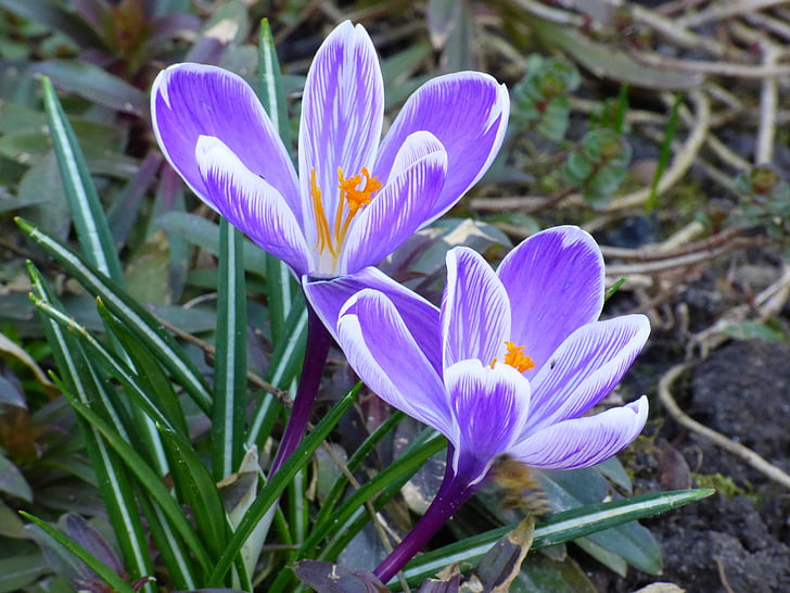 flowers, spring, plant