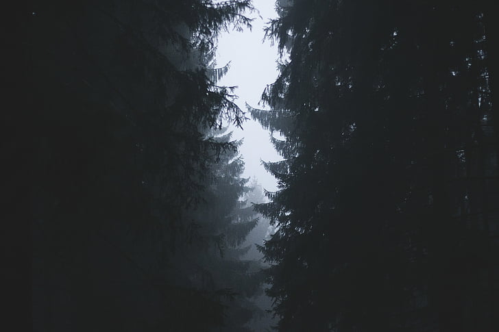 ομίχλη, ομίχλη, δάσος, φύση, δέντρα, ξύλα