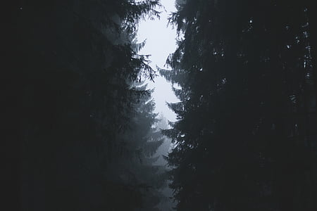 запотевшее, лес, Фото, дерево, туман, дождь, Погода