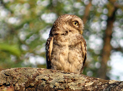 spotted owlet, ATHENE brama, putns, pūce, negantais, plēsoņa, mednieks