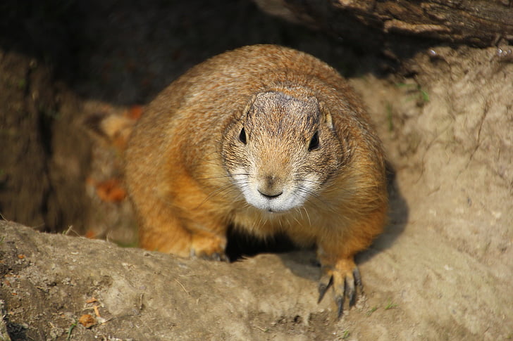prairie dog, nager, rodent, cute, furry