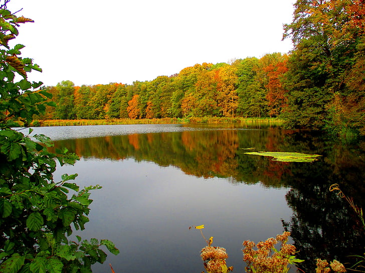 Lago, foresta, Waldsee, natura, paesaggio, foresta di autunno, idillio