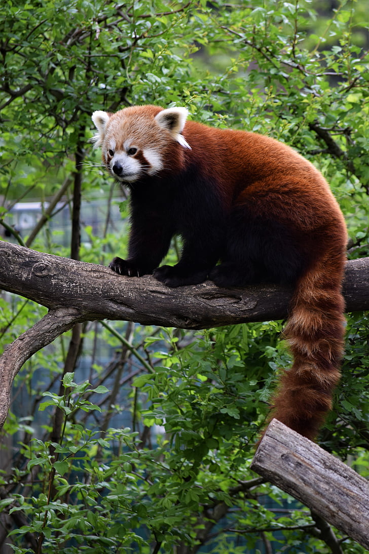 rød panda, Wien, dyrehage, treet, sjeldne, blader, sitter