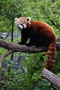 panda rojo, Viena, Parque zoológico, árbol, raro, hojas, sentado