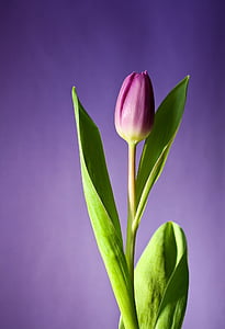 Bloom, kwiat, różowy, fioletowy, wiosna, Tulipan, Natura