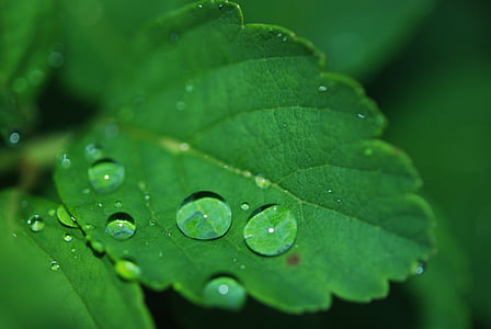 close-up, dew, green, leaf, macro, nature, waterdrops