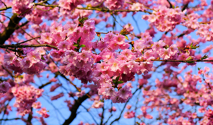 flor del cirerer, cirera japonesa, olor, flor, flor, cirera japonesa amb flors, cirera ornamental