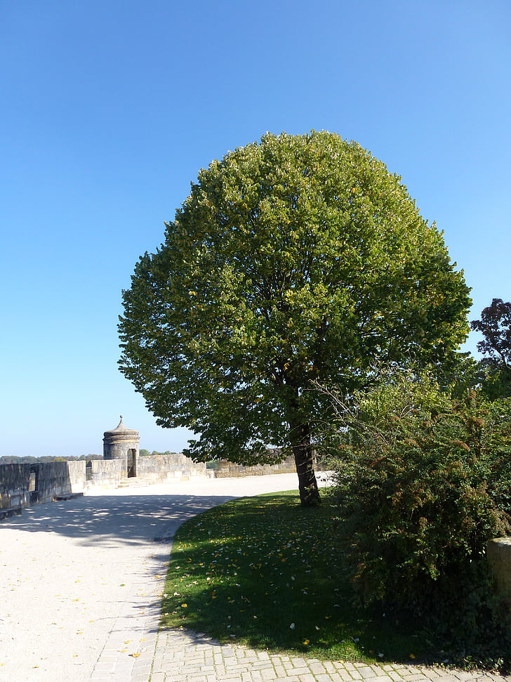 puu, suuri, vihreä, kesällä, Castle, Mitwitz, Moated castle