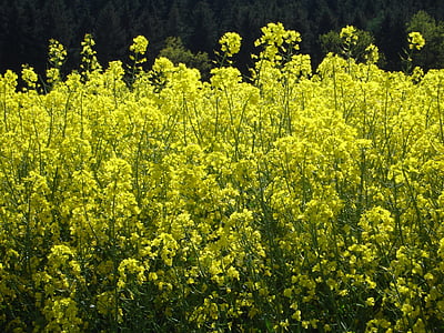 oilseed rape, field of rapeseeds, blossom, bloom, plant, yellow