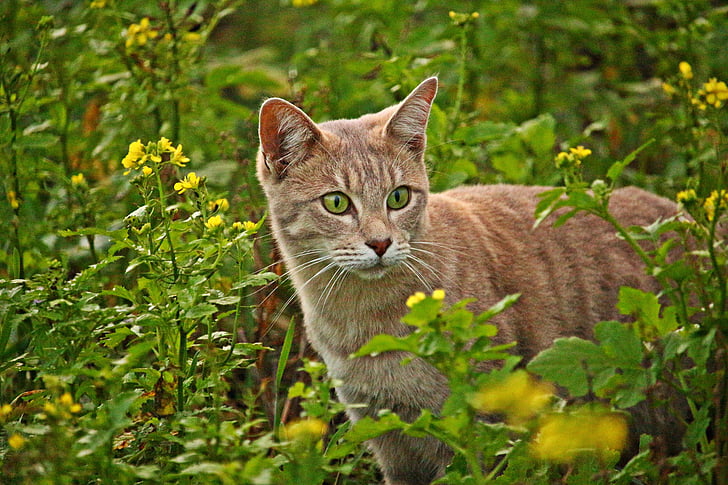 cat, mieze, breed cat, flowers, mustard, field, kitten