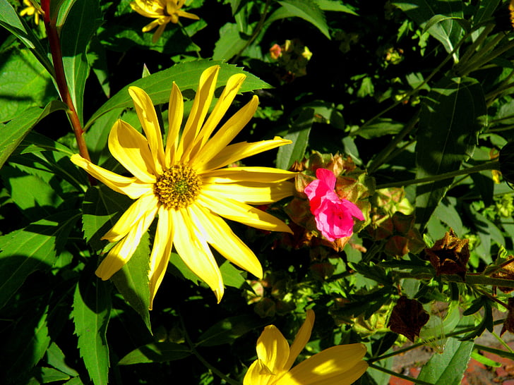 Detail, Blume, Natur, Blüte, Bloom, Anlage, in der Nähe