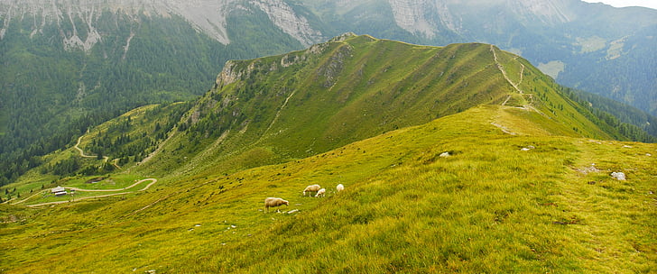montagne, Goldeck, Carinzia, natura