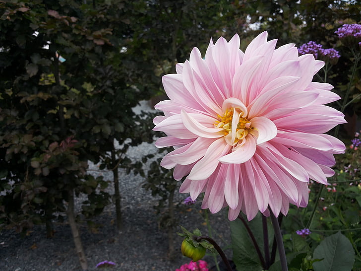 Dahlia, trädgård, blomma, trädgårds-växt, färg, naturen, rosa färg