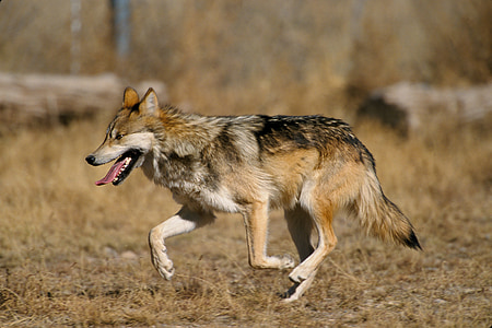 Wolf, Mexicaanse wolf, Canis lupus baileyi, Canis lupus, canidae, El lobo, Predator