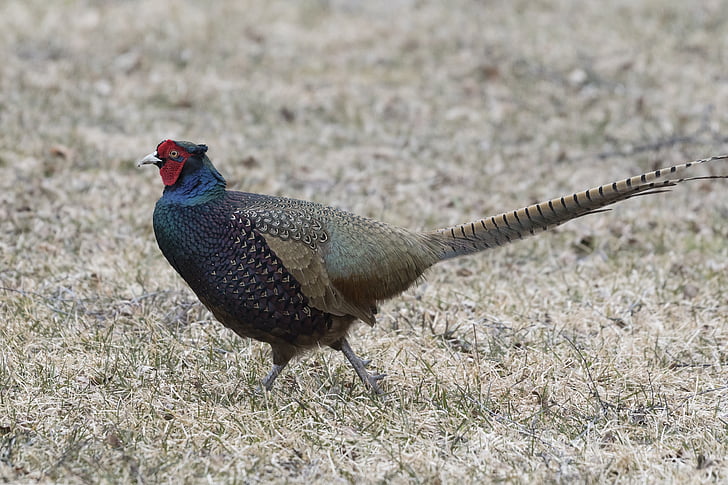 saturated color pheasant, spring, the male bird, colorful, phasianus colchicus, fasan, landstrom