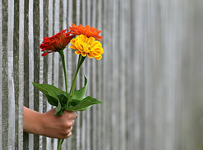 hand, gift, bouquet, congratulation, love, give, fence