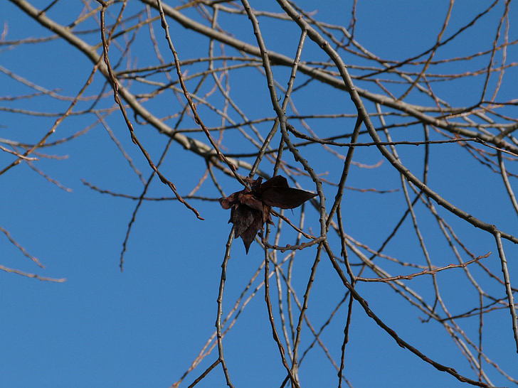 branch, winter, foliage, blue, sky, butterfly, nature
