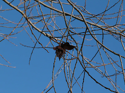 branch, winter, foliage, blue, sky, butterfly, nature