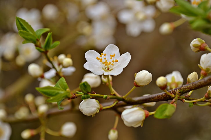 flor, primavera, flor del ciruelo, flores blancas, jardín, floración, naturaleza