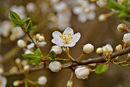 Blossom, printemps, fleur de prunier, fleurs blanches, jardin, Bloom, nature