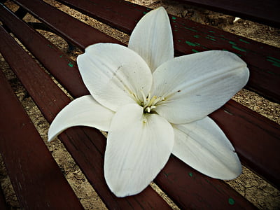 delirium, white, flower, flowers, pistil, wood, wooden bench