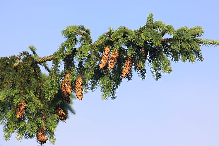 spruce Norwegia, Spruce, pohon cemara jarum, pohon cemara kerucut, picea abies, pohon cemara cabang