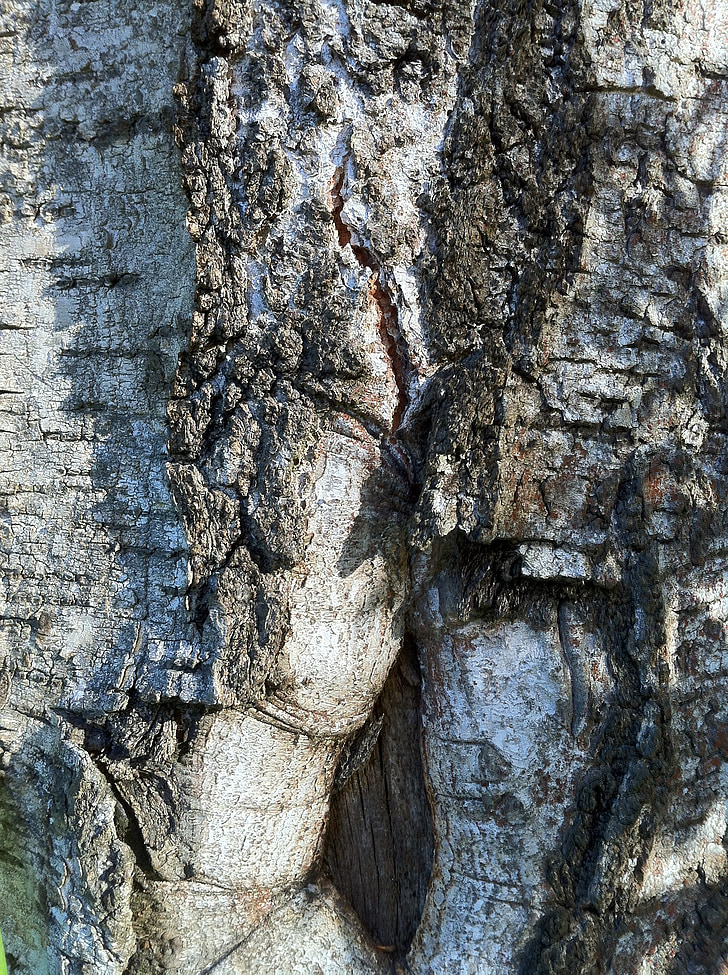 birch, bark, tribe, birch bark, log, white, black