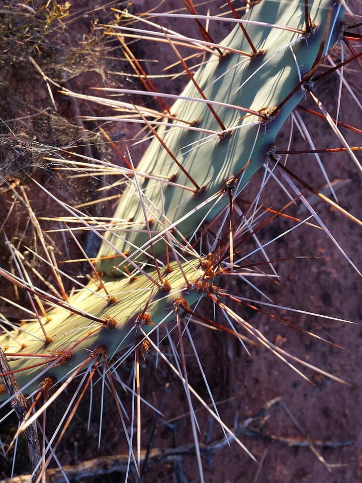 kaktus, Sedona, Arizona, juhozápadnej, juhozápad, prírodné, vegetácie