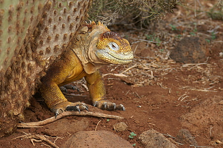 Iguana, cactus, Galápagos, Ecuador, viajes, naturaleza, animal