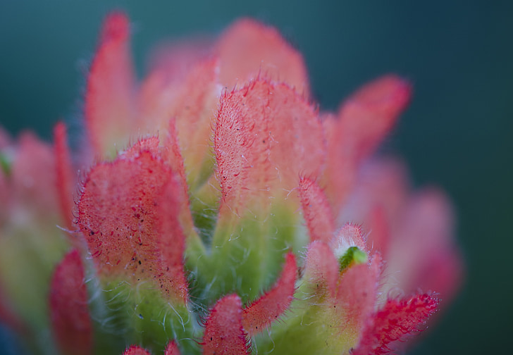 floare, pensula indian, Sonoma