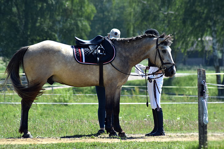 equestrian, horse, riding, horseback, horse riding, saddle, competition