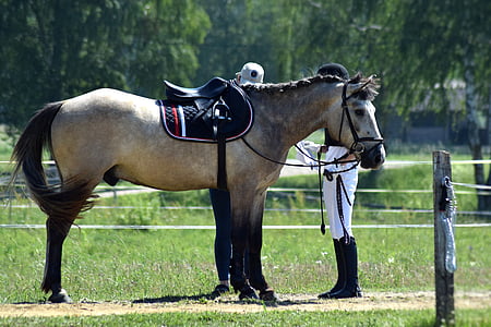 Equestrian, hest, ridning, hesteryg, ridning, sadel, konkurrence