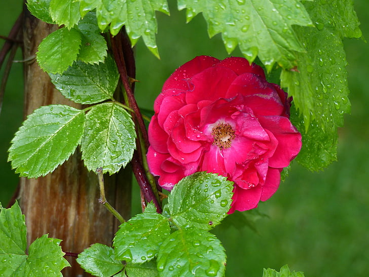Ros, vermelho, folha, Rosa de escalada, Polo, jardim, Verão