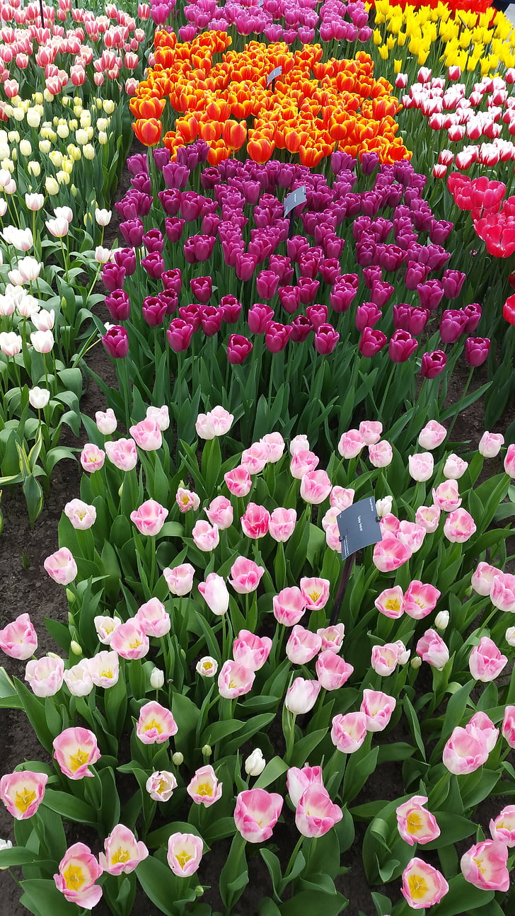 květ, tulipány, Příroda, jaro, květiny, Bloom, závod