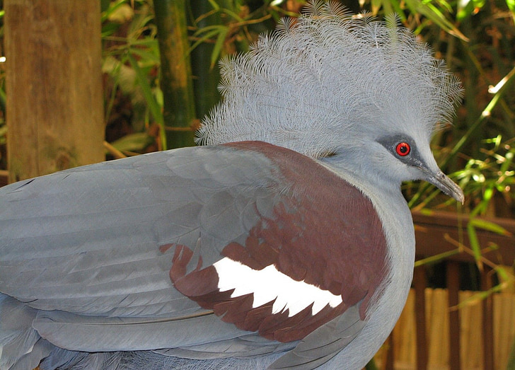 phía tây crowned pigeon, chim bồ câu, phổ biến crowned pigeon, màu xanh trở thành pigeon, goura cristata, màu xanh-xám, mào màu xanh đen