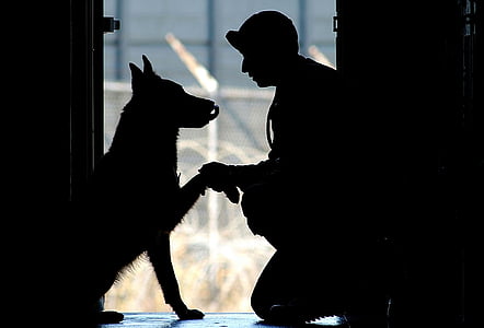 soldier, dog, companion, service, military, silhouettes, shake