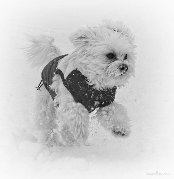 pes, sneh, beh, za studena, biela, zimné, milý
