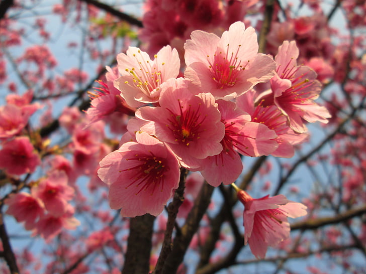 žydinčios japoniškos sakuros, Yoshino yīng, pavasarį, rožinės spalvos, Gamta, medis, gėlė
