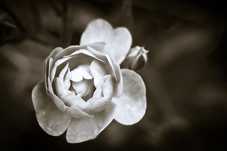 beautiful, black-and-white, bloom, blooming, blossom, blur, close-up