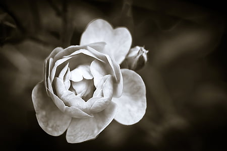 krásny, čierno-biele, kvet, kvitnúce, kvet, rozostrenie, detail